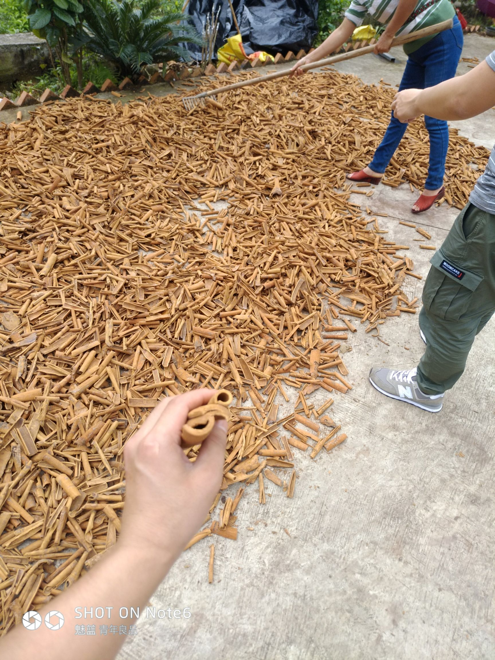 烟仔桂 
