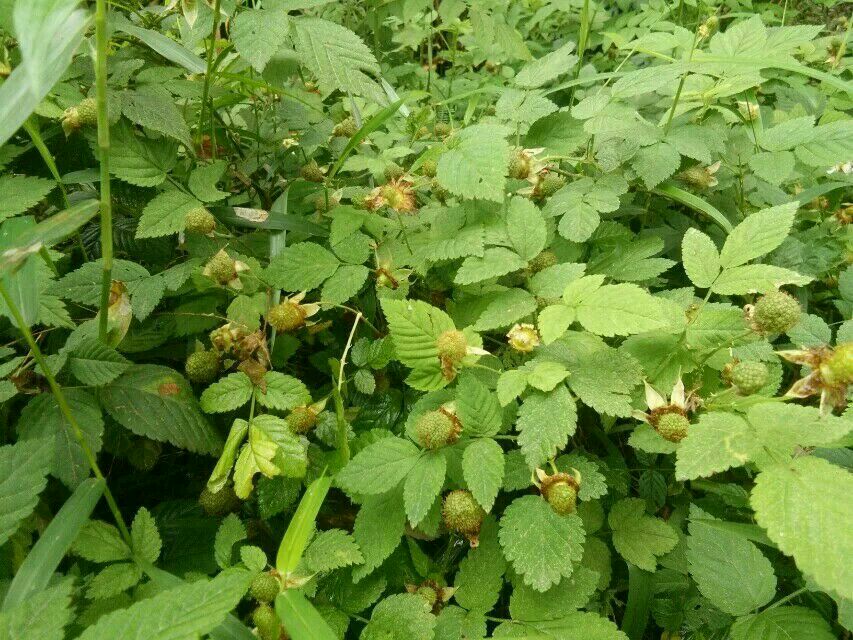 红树莓苗  野生树莓苗