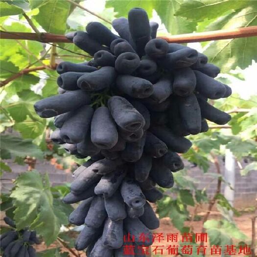 平邑县蓝宝石葡萄苗 