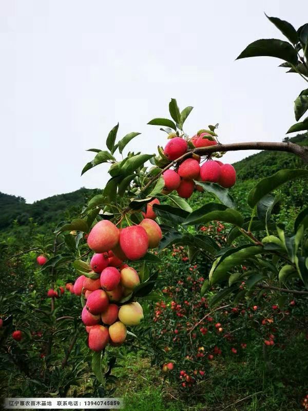 红心苹果苗 0.5~1米 红肉苹果树苗