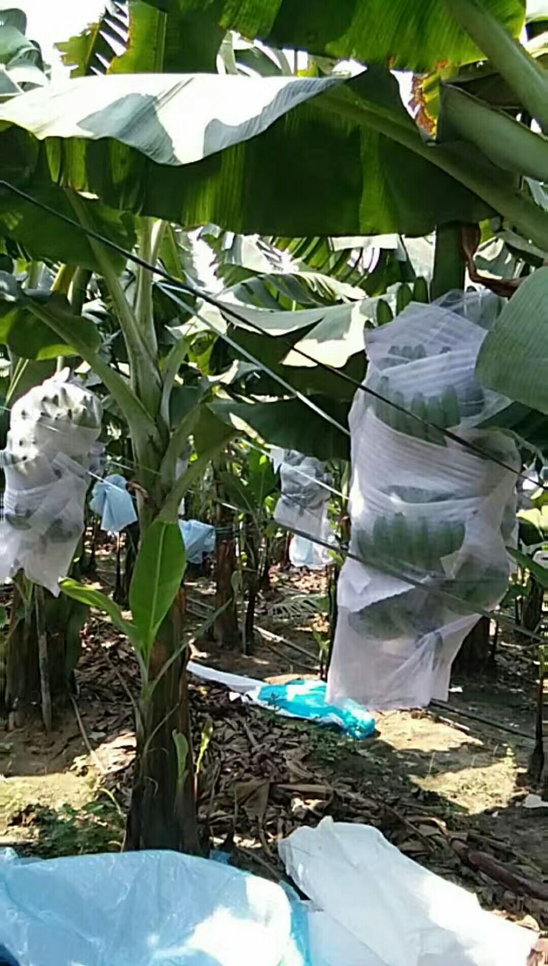 缅甸香蕉 七成熟 