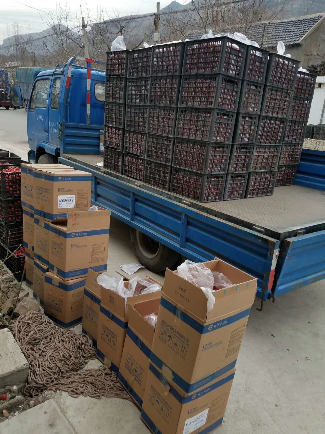 歪把红山楂 75克以上 