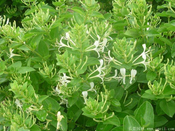 平邑县四季金银花苗 20~30公分