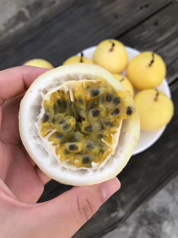 黄金百香果苗 
