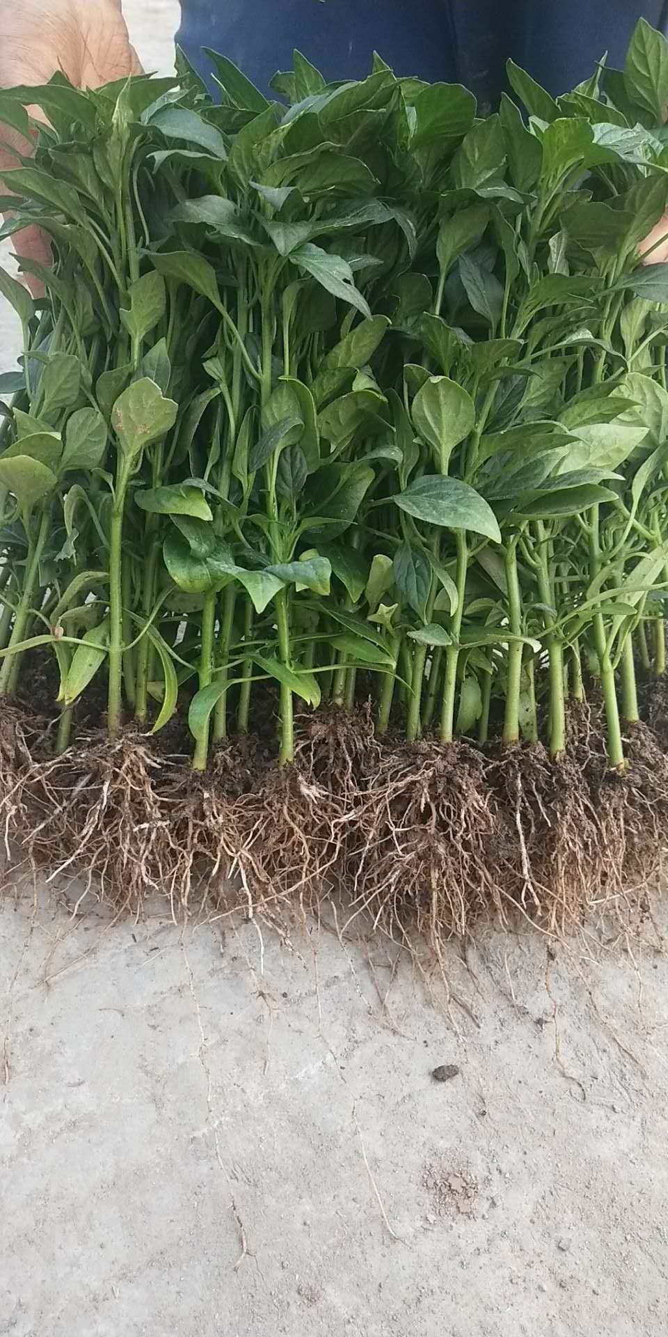 线椒苗 10～14片真叶