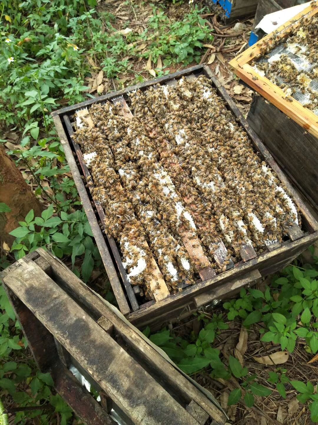 蜂蜡  24个月以上  纯正蜂蜡