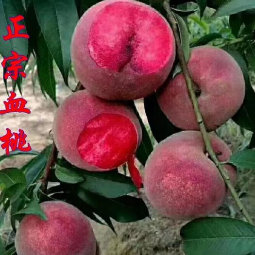 平邑县血桃苗 0.5~1米 