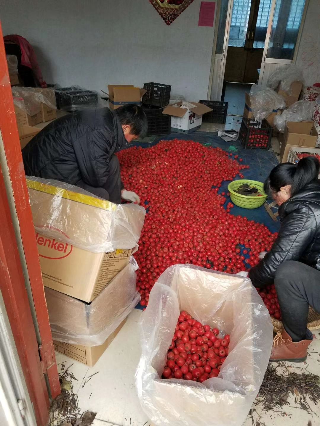 歪把红山楂 75克以上 