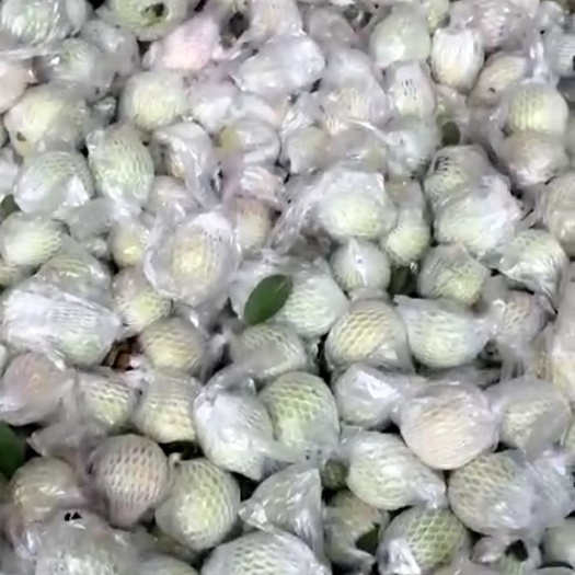 广州红心芭乐 150-200克 