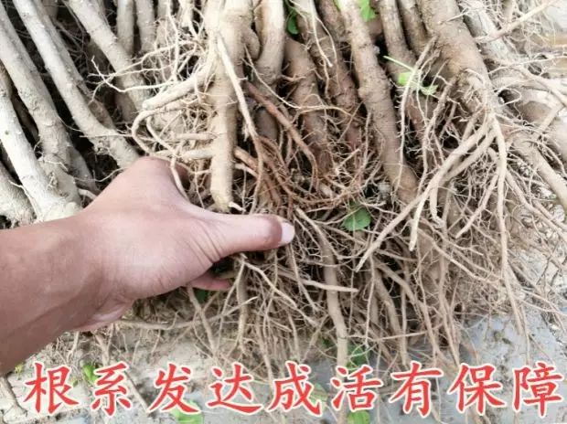 占地拆迁苗 银杏树苗 银杏苗 白果小苗 庭院植物行道绿化苗