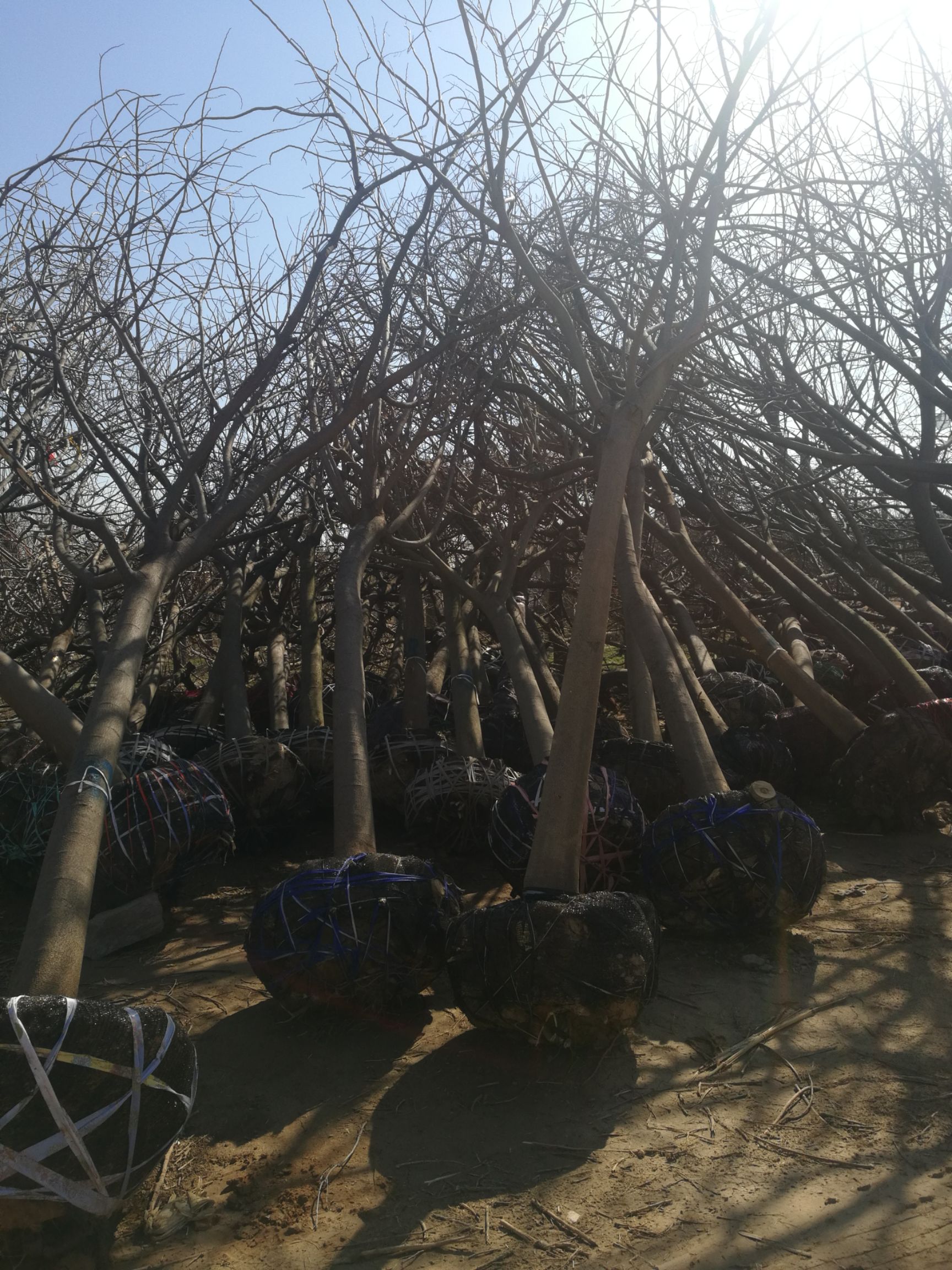 细叶合欢 
