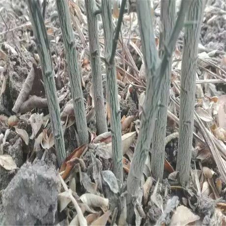 遂川县枳壳苗  0.35~0.5米 实生苗 产地直发