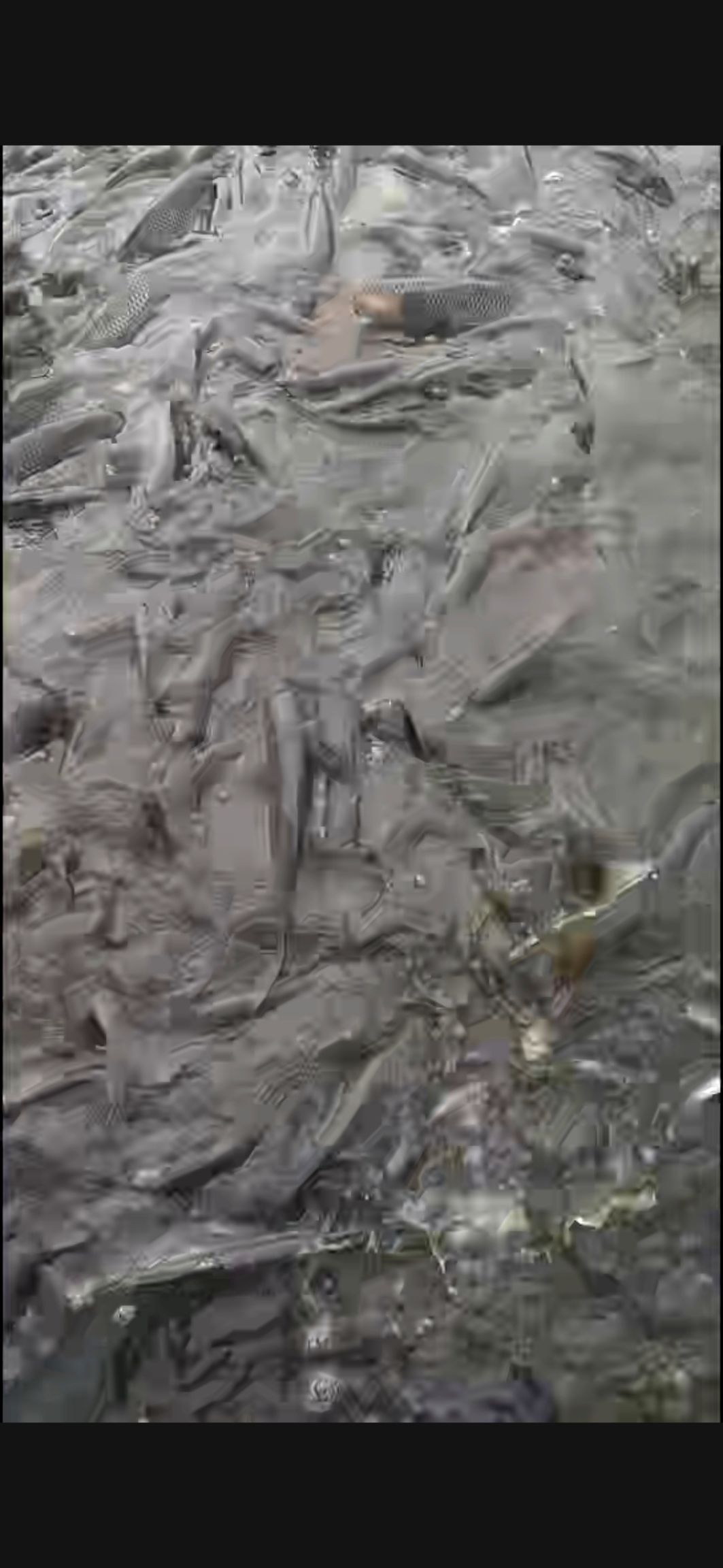 池塘草鱼 人工养殖 0.25-1公斤 