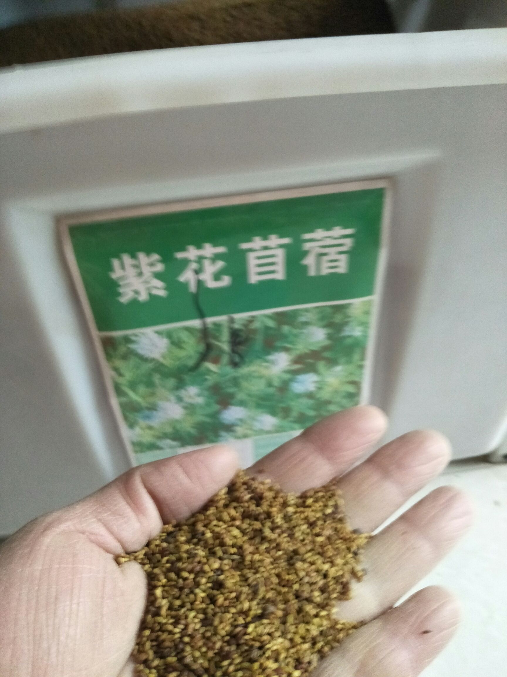 紫花苜蓿种子  猪牛羊兔鸡鸭鹅多年生四季养殖牧草苜蓿草籽鱼草