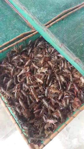 小龙虾苗  一斤90尾左右