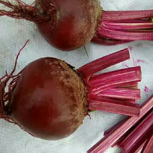 甜菜头  千亩甜菜基地