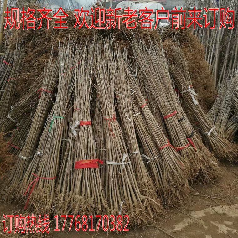 占地拆迁苗 银杏树苗 银杏苗 白果小苗 庭院植物行道绿化苗