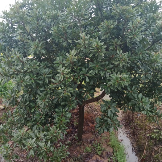 金华东魁杨梅树苗 
