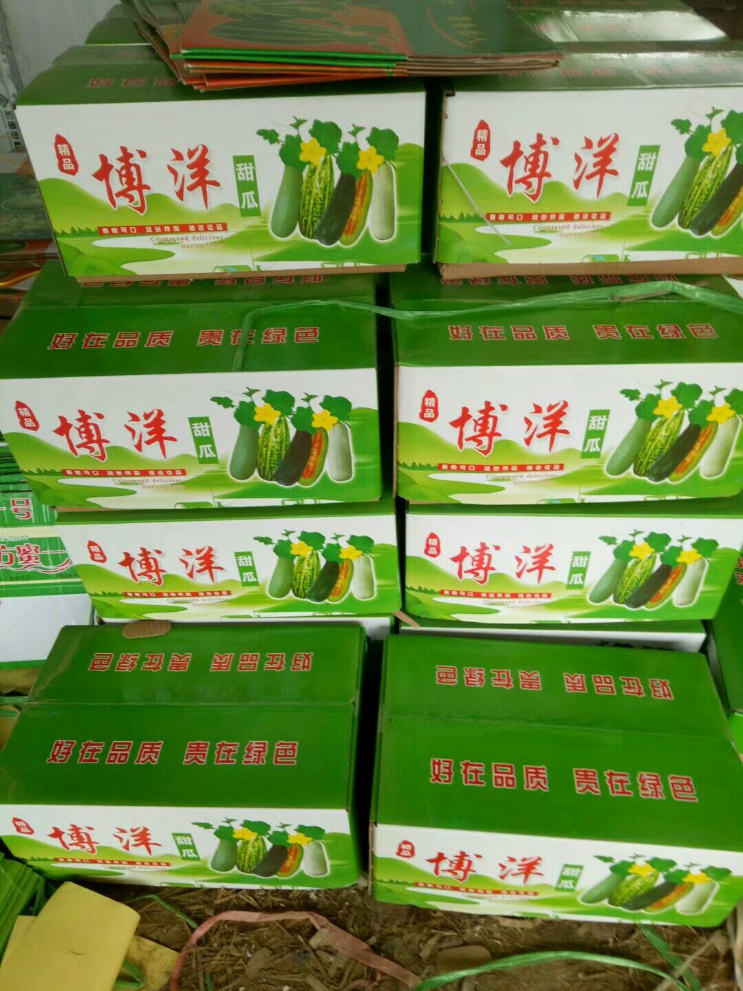 博洋9号甜瓜 博洋9号