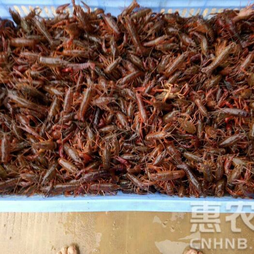 重庆市小龙虾苗