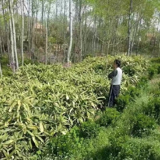 沭阳县箬竹