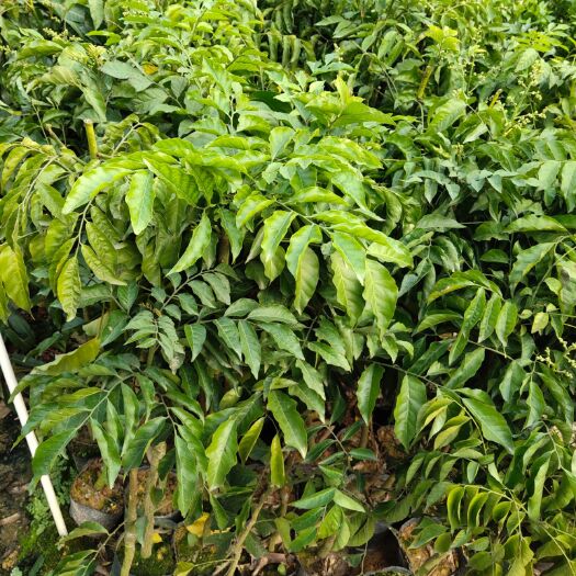 灵山县无核黄皮果苗