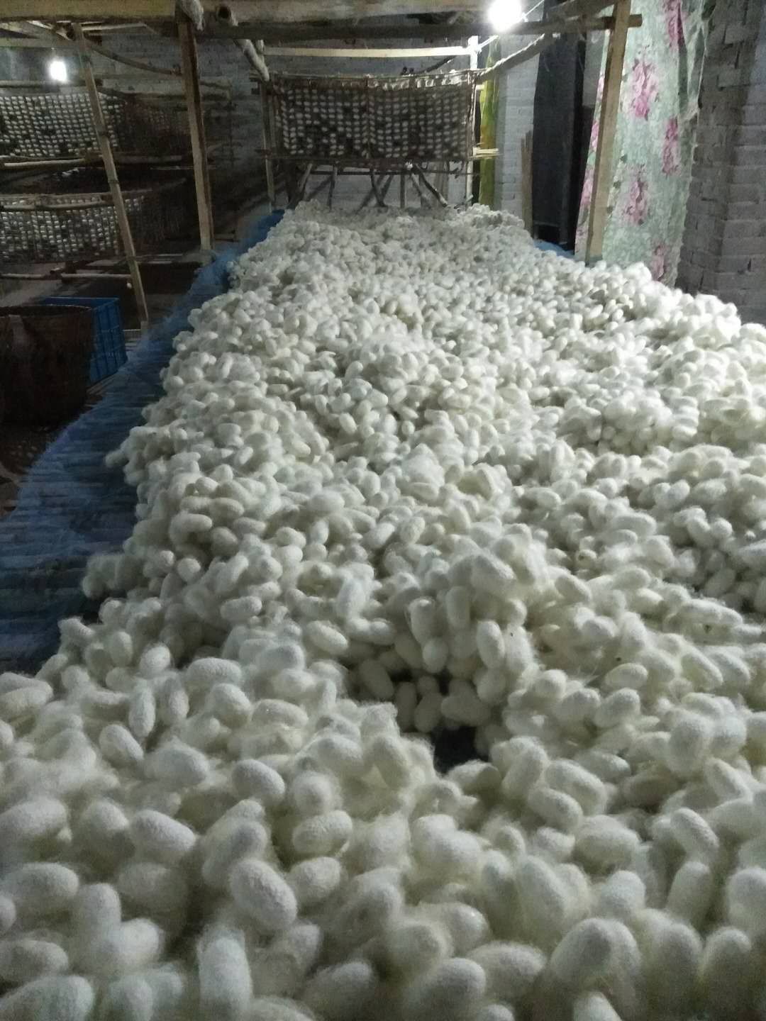 桑蚕