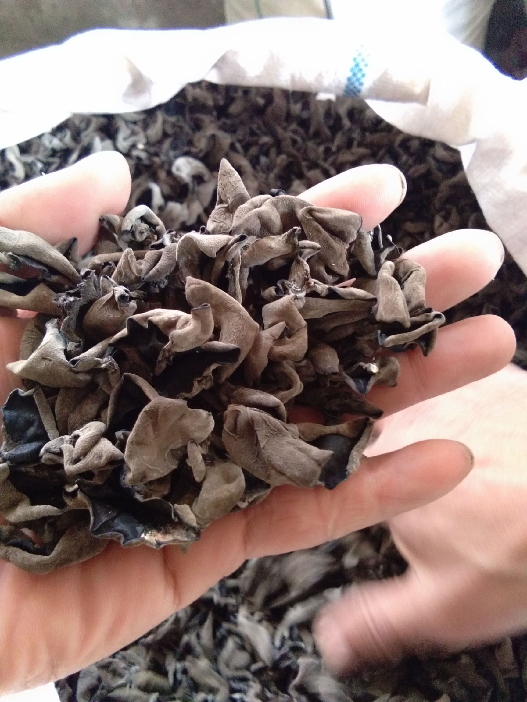 东北黑木耳 干木耳 一级 