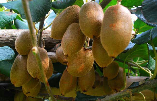 黄心猕猴桃苗 嫁接苗