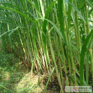 皇竹草  牧草种子   质量保证