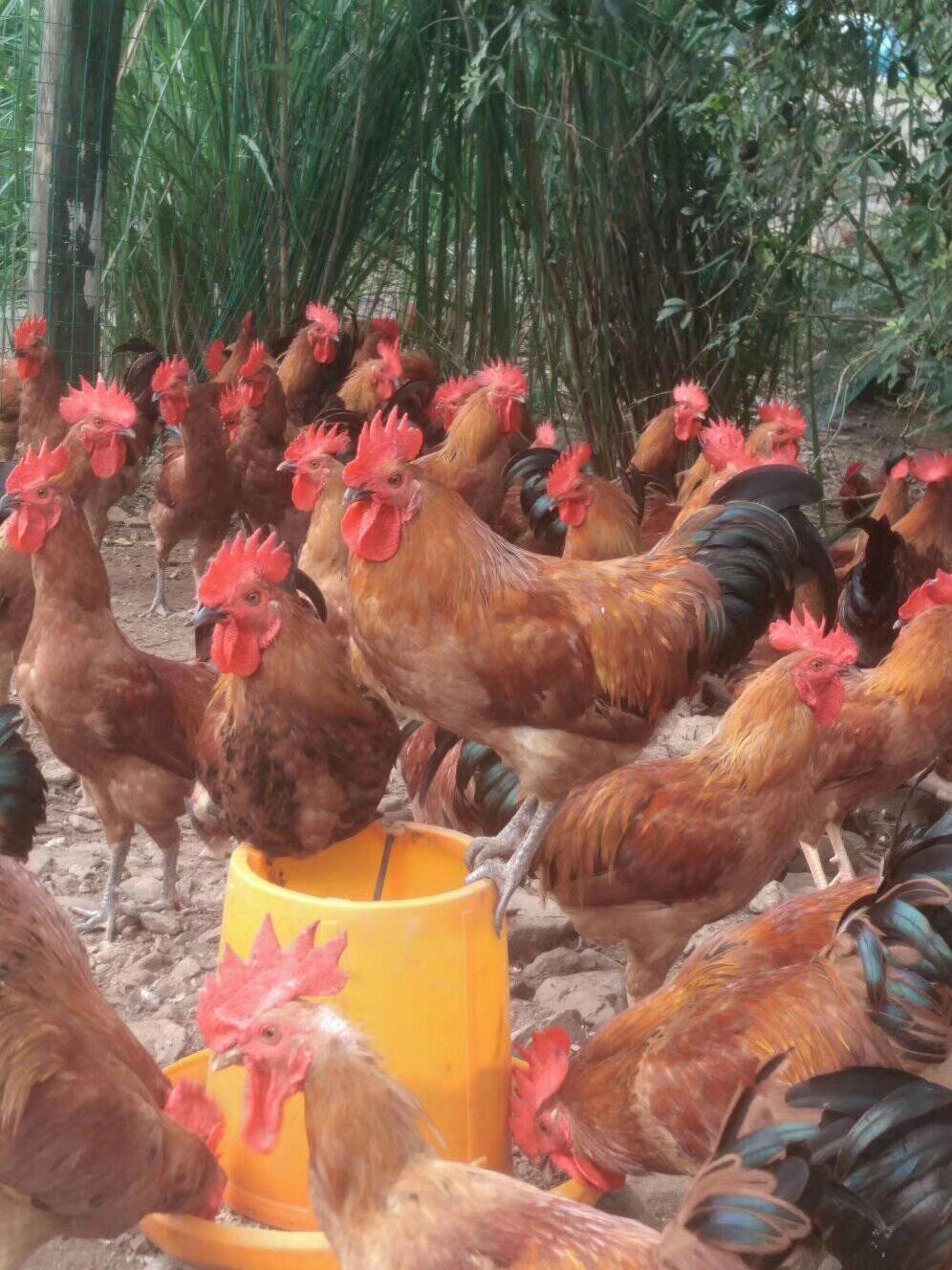 三黄鸡 3-4斤 公 