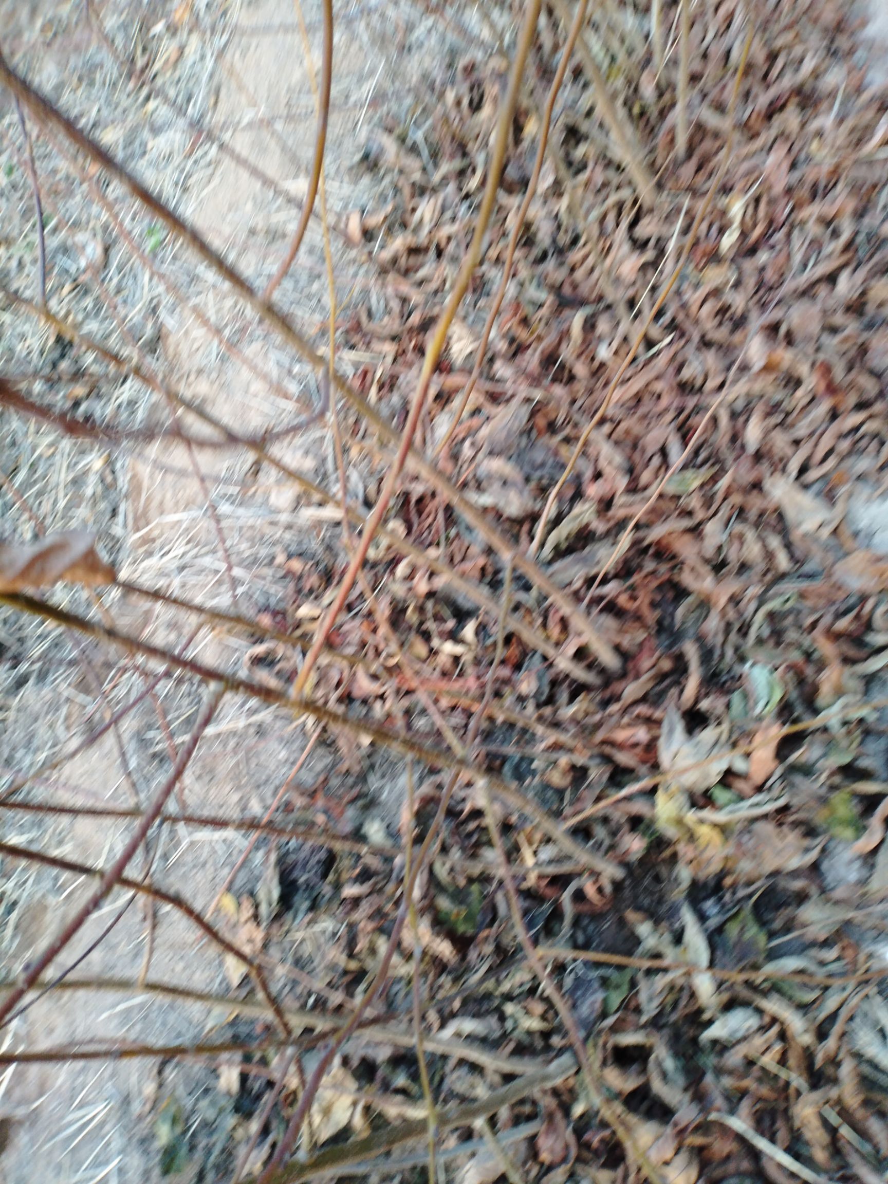 软枣苗 