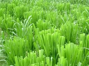 杭州皇竹草  牧草种子   质量保证