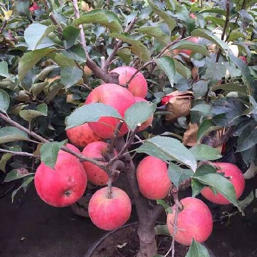 泰安果树盆景  苹果树盆栽，包成活，可以少量发