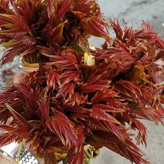大竹县红香椿芽二芽新品