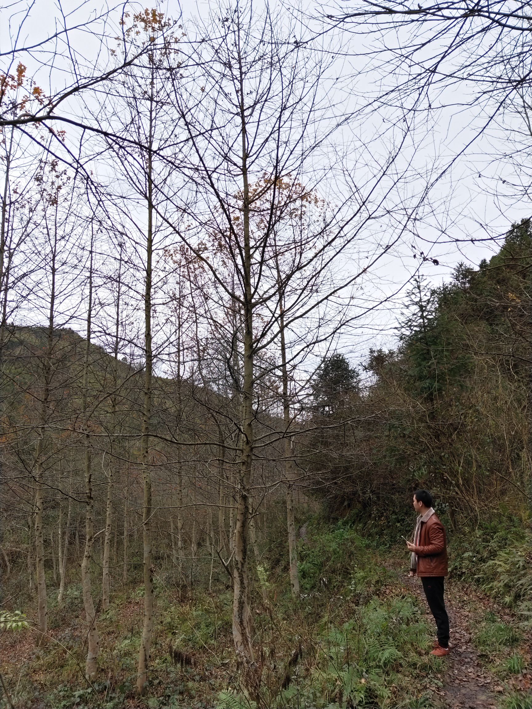 造林苗枫香 枫香，9/25常年供应，一手货源，批发价订购