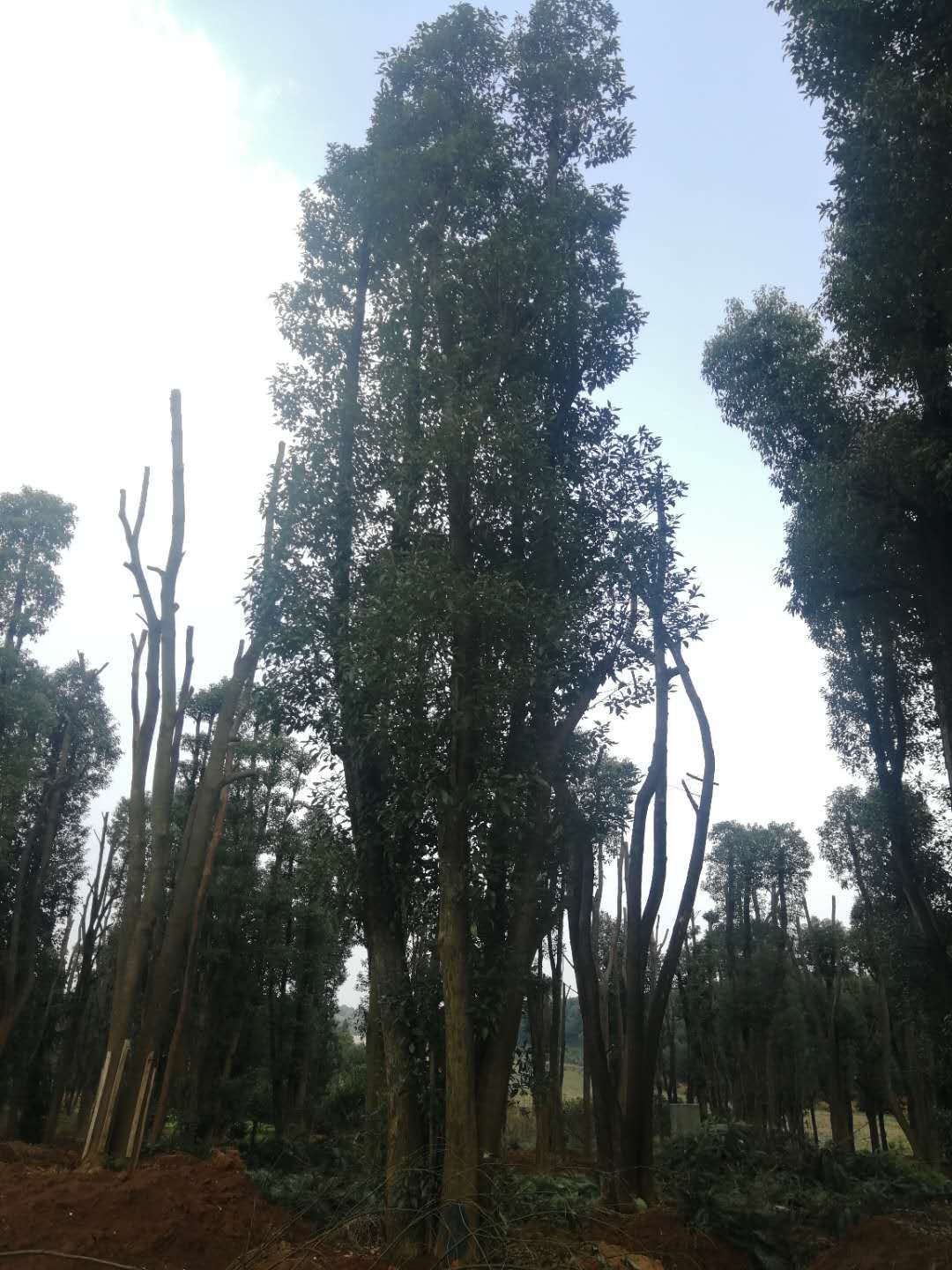 丛生香樟