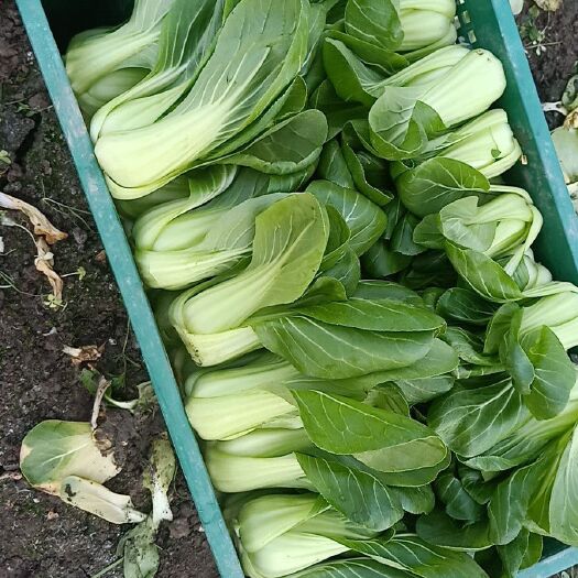 常熟市大油菜 3~4两 