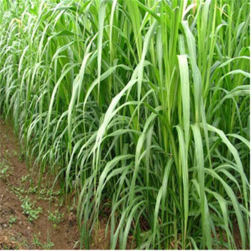 皇竹草  牧草种子   质量保证