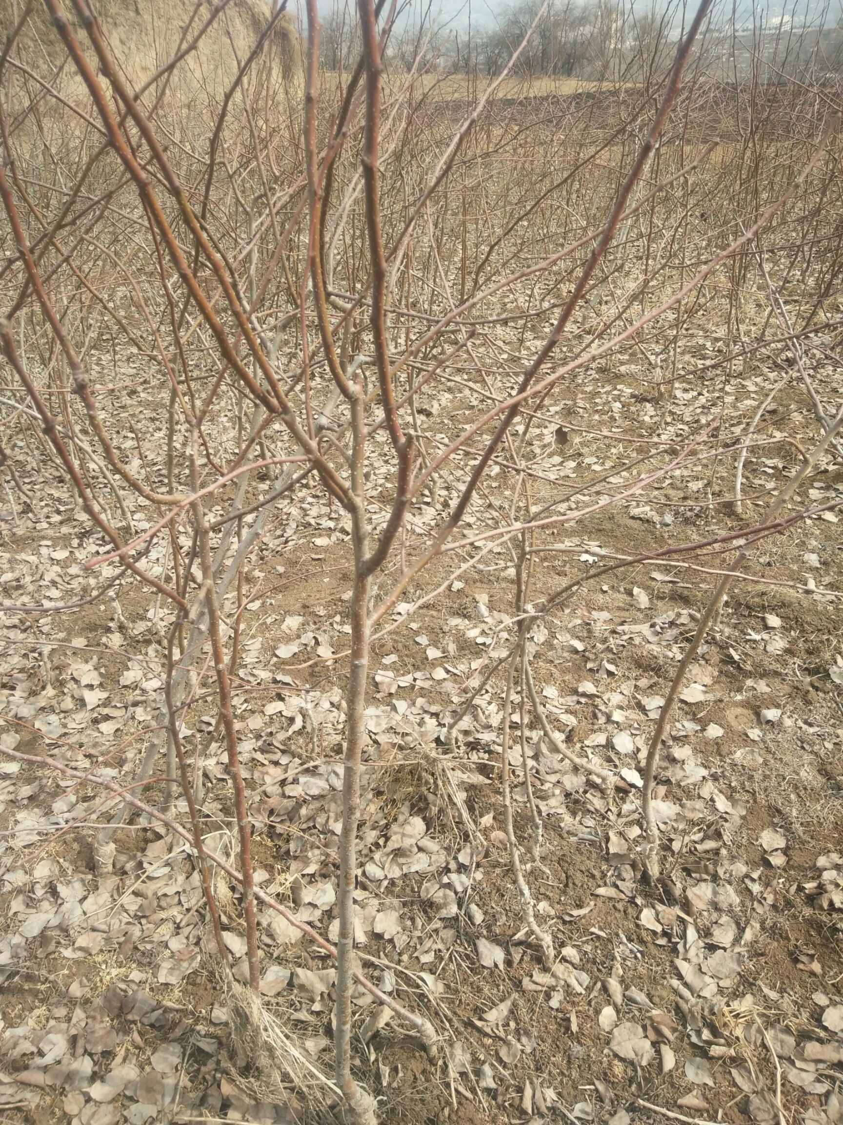 啤特果树苗  和政特产