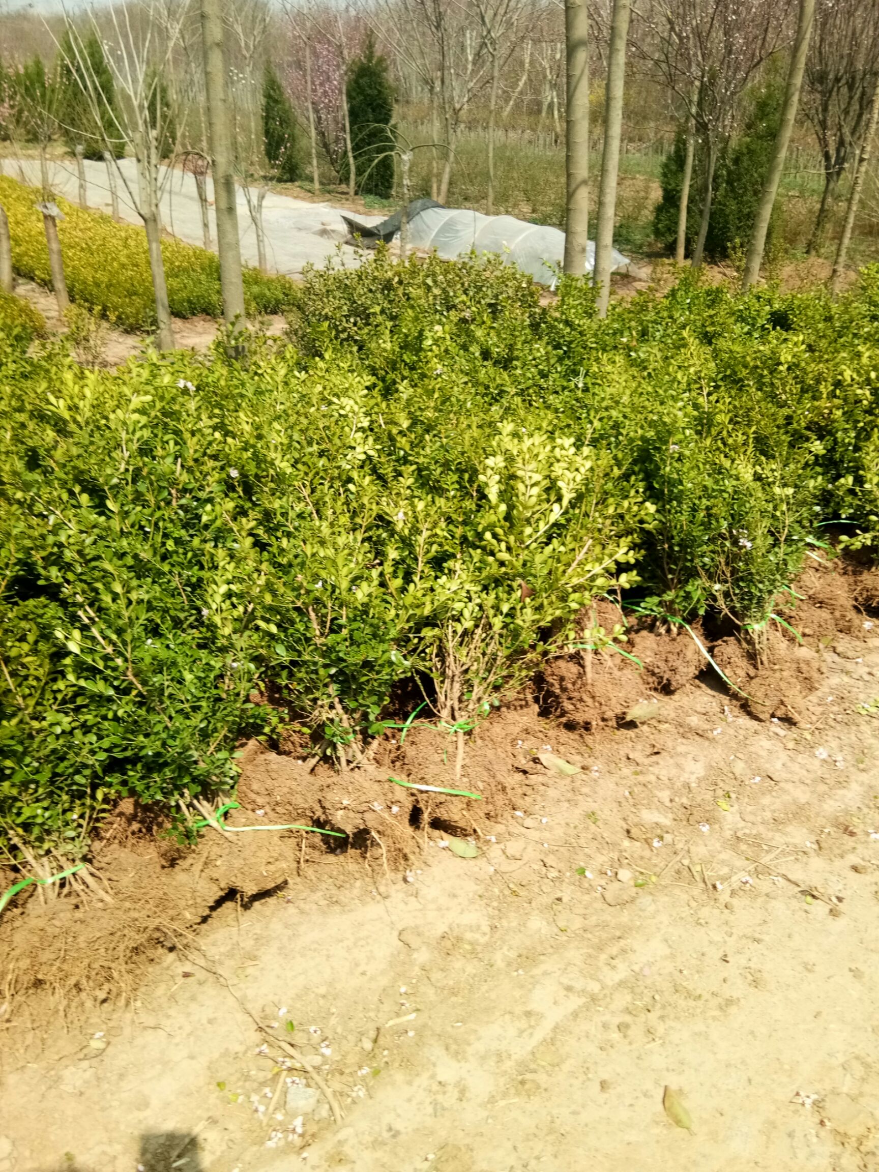 庭院绿篱植物造型树小叶黄杨树苗瓜子黄杨球盆景四季长青冬青树