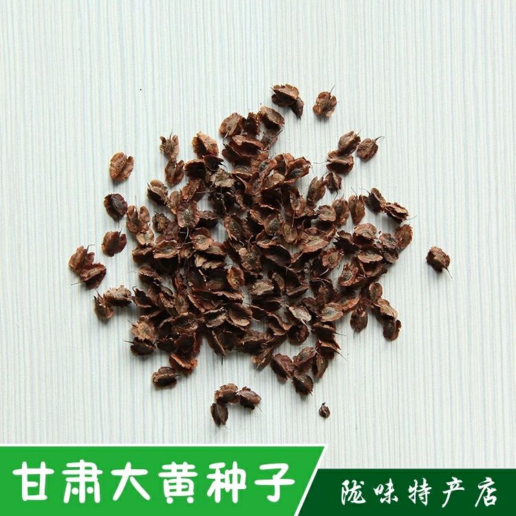 甘肃新大黄籽大黄种子发芽率高，产地批发新大黄种子颗粒饱满。