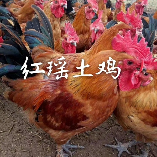 沭阳县青脚土鸡苗 