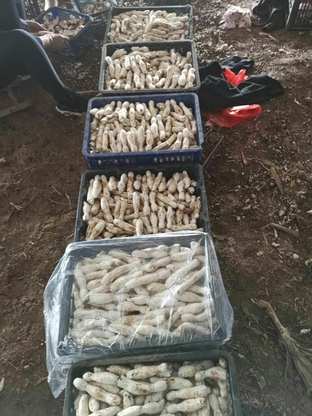 鸡腿菇 人工种植 鲜货 