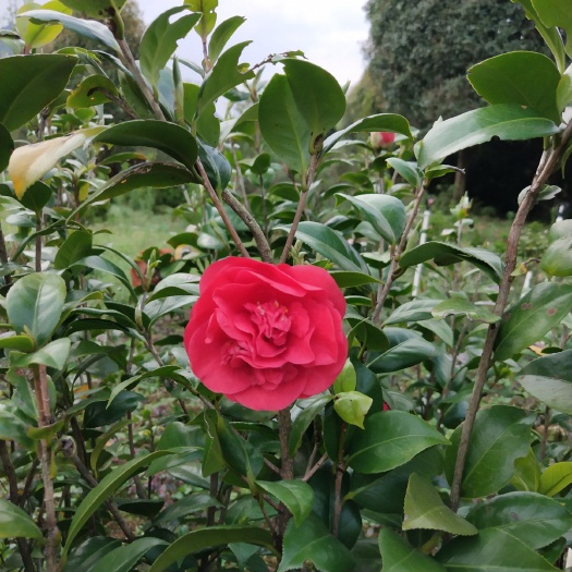 阳朔县 茶花