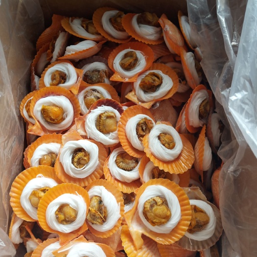 济南 黄金粉丝扇贝价格便宜。