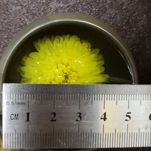 菊花茶 一级 罐装 