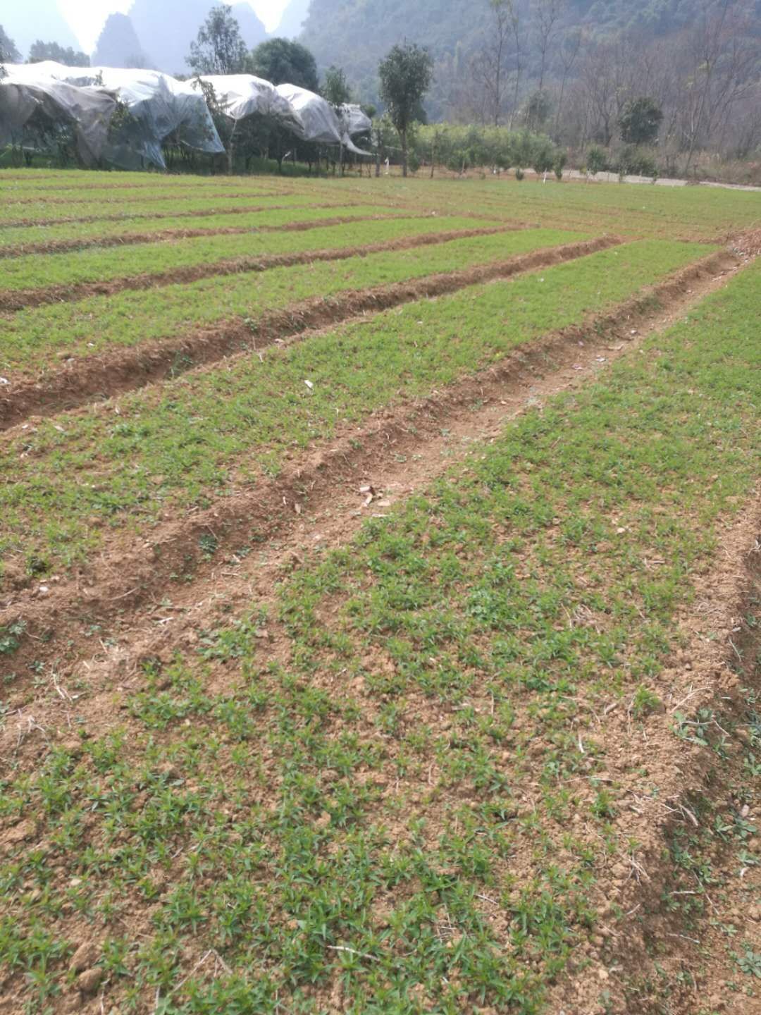 毛桃苗 桃芽可嫁接各种李子苗桃子苗