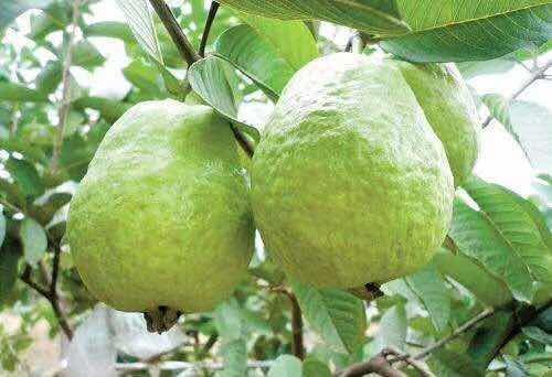 红心芭乐番石榴苗