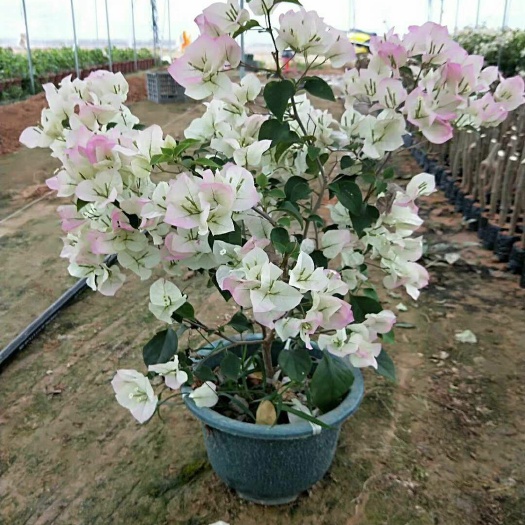 漳州绿樱三角梅 0.5~1.0米 